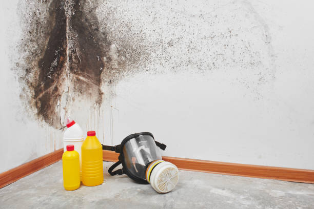 Best Health and Safety Mold Remediation in Tornillo, TX