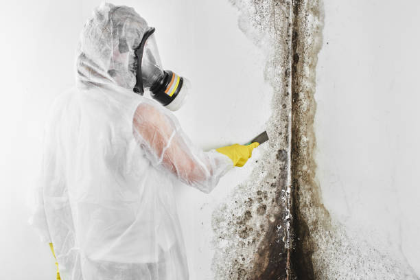 Best HVAC Mold Remediation in Tornillo, TX