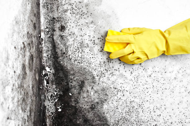 Best Residential Mold Remediation in Tornillo, TX