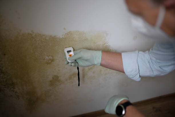 Best Basement Mold Remediation in Tornillo, TX