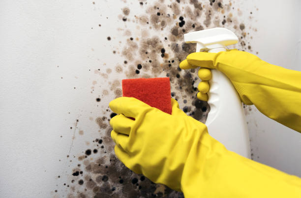Best Emergency Mold Remediation in Tornillo, TX