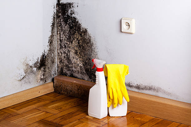 Trusted Tornillo, TX Mold Remediation Experts